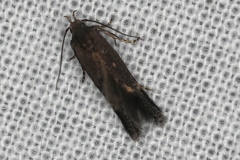 Aproaerema anthyllidella