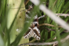 Prolita sexpunctella