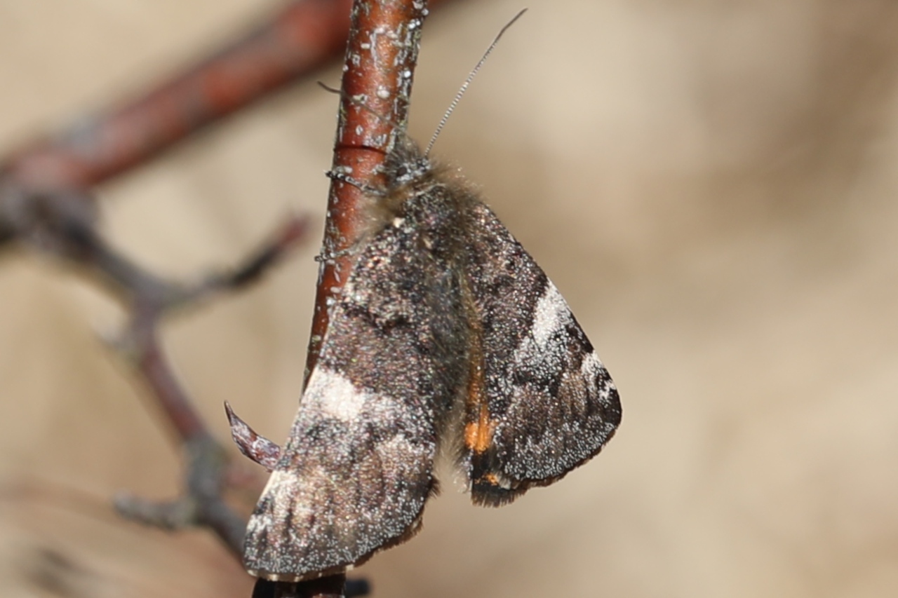 Archiearis parthenias, Intruse (L)