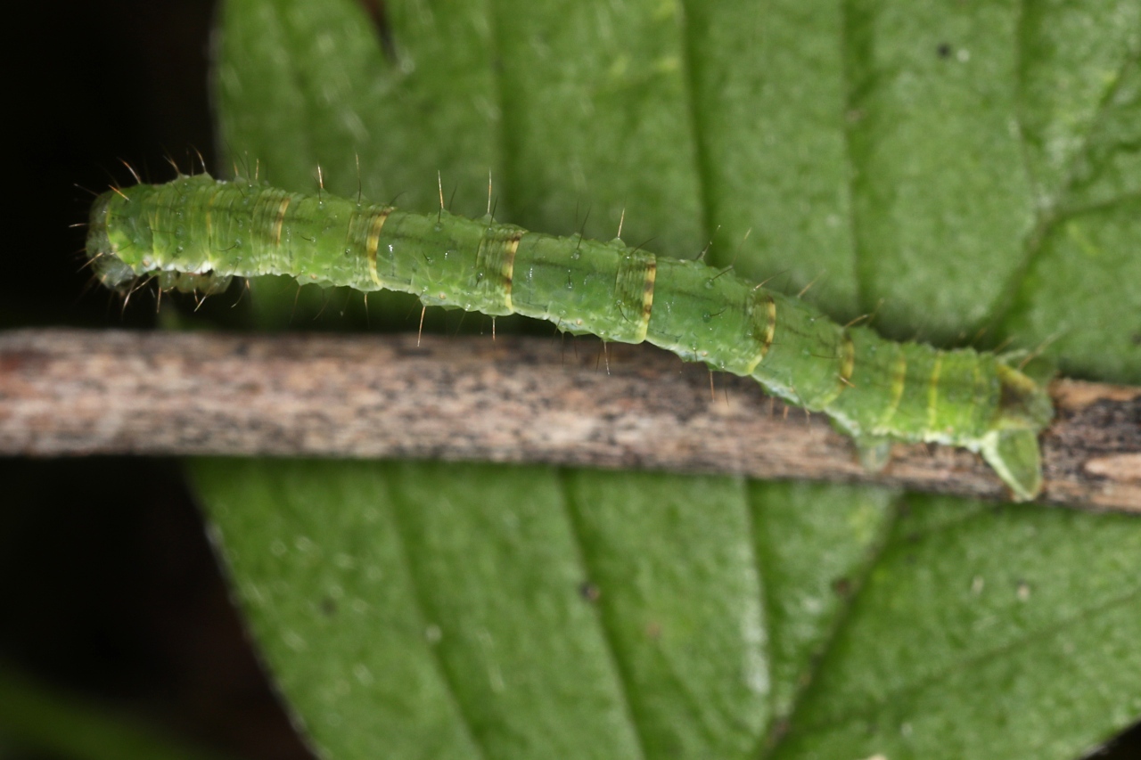Mesoleuca albicillata ; Phalène de la Ronce (La), Blanchâtre (La)