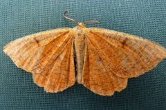 Angerona prunaria ; Angéronie du Prunier (L'), Phalène du Noisetier (La)