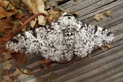 Biston betularia ; Phalène du Bouleau (La), Biston du Bouleau (Le)