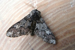 Biston strataria,  Biston marbré (Le)