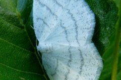 Cabera pusaria ; Cabère virginale (La), Délicate (La)