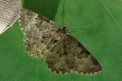 Charissa glaucinaria, Gnophos glauque (La)