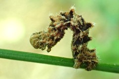 Charissa variegata ; Gnophos bigarrée (La)