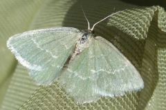 Chlorissa cloraria, Chlorée (La)
