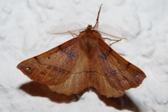 Colotois pennaria ; Himère-plume (L'), Phalène emplumée (La)