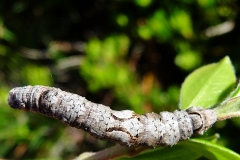 Crocallis elinguaria ; Phalène de la Mancienne (La), Crocalle commune (La)