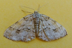 Ectropis crepuscularia, Boarmie crépusculaire (La)
