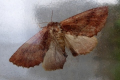 Ennomos autumnaria, Ennomos moucheté (L')