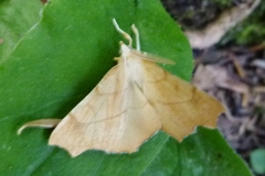 Ennomos quercinaria, Ennomos du Chêne (L')
