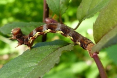 Erannis defoliaria, Hibernie défeuillante (L')