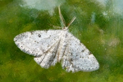 Yezognophos dilucidaria, Gnophos claire (La)