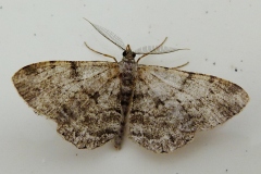 Hypomecis roboraria, Boarmie du Chêne (La)