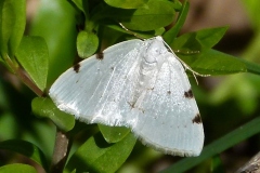 Lomographa bimaculata, Phalène à deux taches (La)