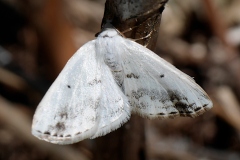 Lomographa temerata, Phalène satinée (La)