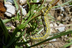 Lycia alpina, Nyssie alpine (La)