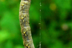 Lycia hirtaria, Phalène hérissée (La)