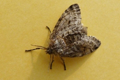 Lycia hirtaria, Phalène hérissée (La)