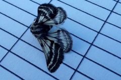 Lycia zonaria, Phalène zonée (La)