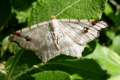 Macaria notata, Philobie tachetée (La)