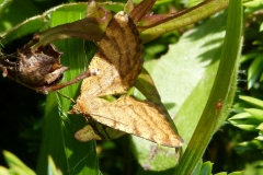 Macaria brunneata, Fidonie à cinq raies (La)