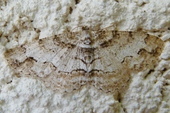 Paradarisa consonaria ; Boarmie du Tilleul (La), Boarmie convenable (La)