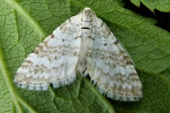 Perizoma albulata, Périzome du Rhinanthe (La)