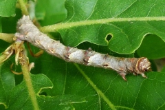 Selenia tetralunaria, Ennomos illustre (L')