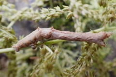 Selenia dentaria ; Ennomos illunaire (L')