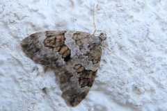 Thera variata ou Thera britannica, Corythée variée (La) ou Corythée anglaise (La)