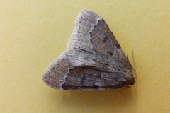 Theria rupicapraria, Phalène chamoisée (La)