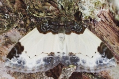Mesoleuca albicillata ; Phalène de la Ronce (La), Blanchâtre (La)