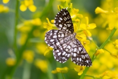 Chiasmia clathrata, Réseau (Le), Géomètre à barreaux (La)