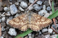 Ematurga atomaria, Phalène picotée (La)