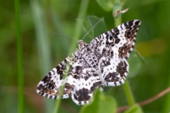 Epirrhoe tristata, Mélanippe triste (La)