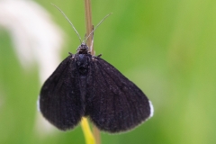 Odezia atrata, Ramoneur (Le)