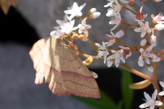 Rhodostrophia vibicaria, Bande rouge (La)