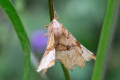 Selenia lunularia, Ennomos lunaire (L')