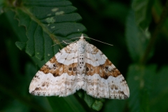 Xanthorhoe montanata, Mélanthie montagnarde (La)