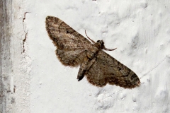 Eupithecia scopariata, Eupithécie des balais (L')