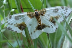 Abraxas sylvata, Zérène de l