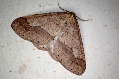 Phigaliohybernia marginaria, Hibernie hâtive (L')