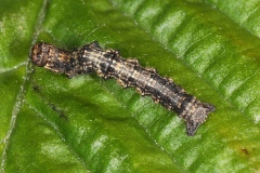 Phigalia pilosaria ; Phalène velue (La), Phigalie velue (La)