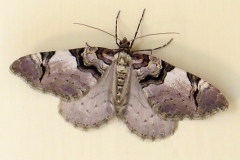 Anticlea derivata ; Violette (La), Cidarie dérivée (La)