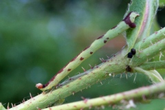 Anticlea derivata ; Violette (La), Cidarie dérivée (La)