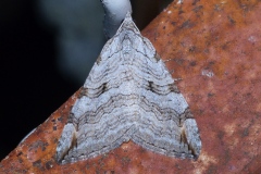 Aplocera plagiata ; Triple Raie (La), Rayure commune (La)