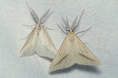 Aspitates gilvaria, Aspilate jaunâtre (L')