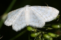 Asthena albulata, Phalène candide (La)